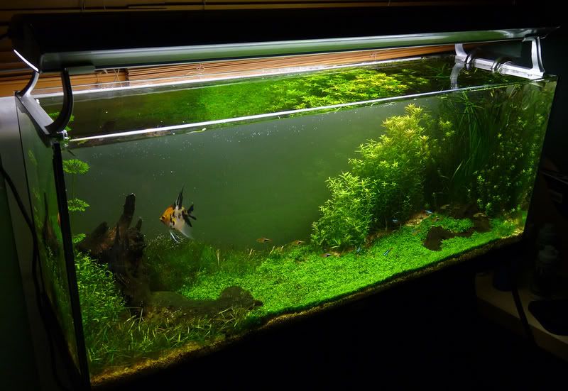 120l fish tank