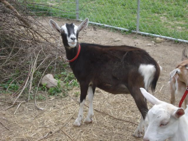 added to herd more  goats - Goats
