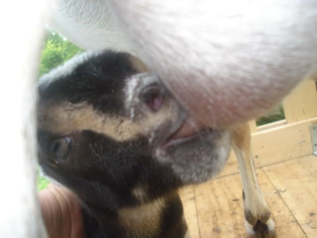 PLEASE HELP needed now - Goats