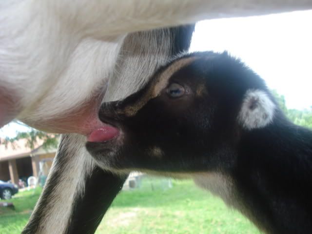 PLEASE HELP needed now - Goats