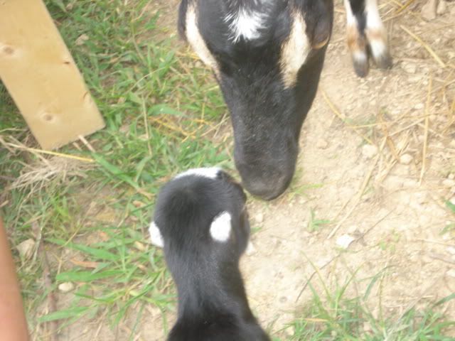 PLEASE HELP needed now - Goats