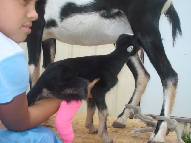 PLEASE HELP needed now - Goats