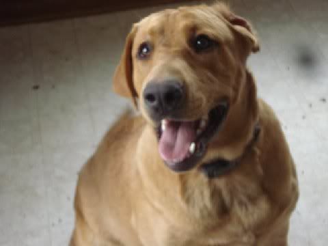 Labs - Working and Companion Animals