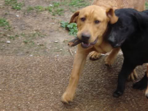 Labs - Working and Companion Animals