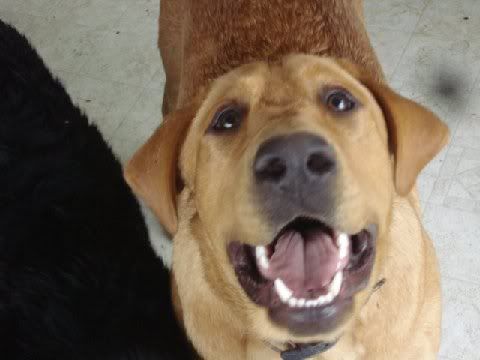 Labs - Working and Companion Animals