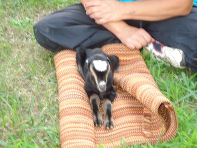 PLEASE HELP needed now - Goats