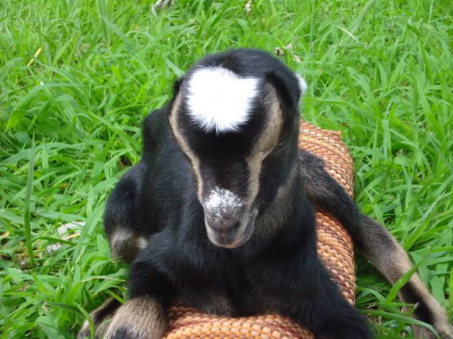 PLEASE HELP needed now - Goats