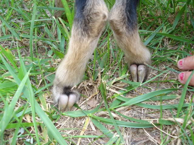 PLEASE HELP needed now - Goats