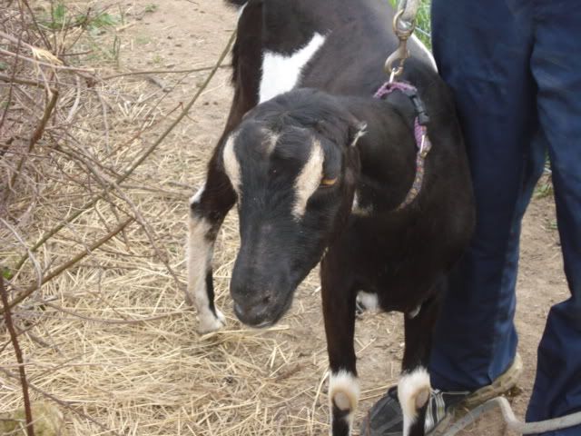 some pics of my herd - Goats