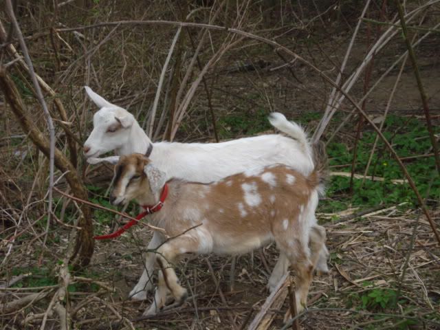 added to herd more  goats - Goats