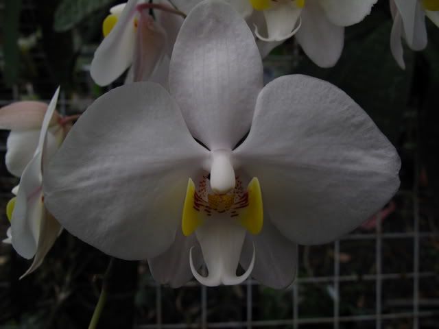 两棵菲律宾蝴蝶兰