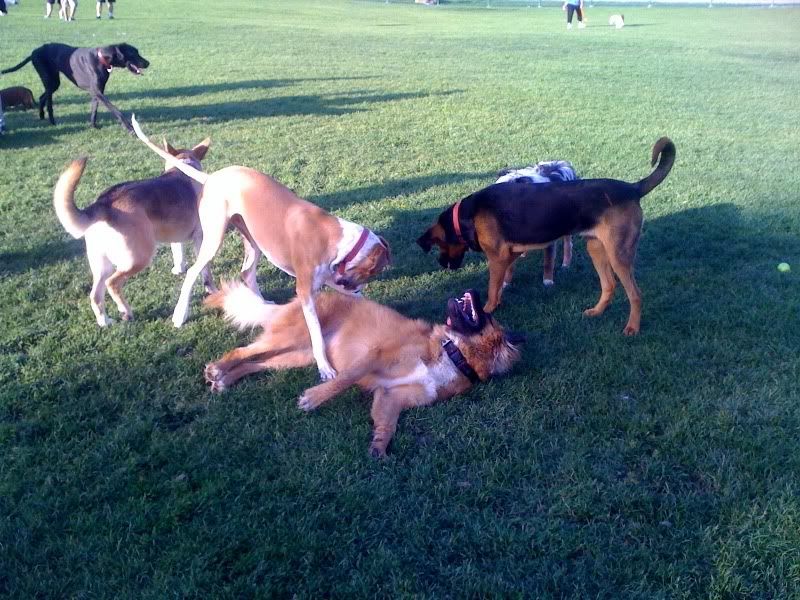 dogpile.jpg