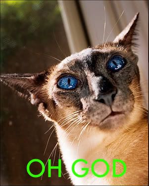 taz-1.jpg