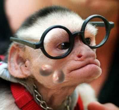 monkey-with-glasses.jpg