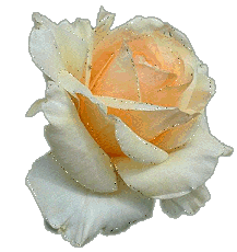 White Rose Pictures, Images and Photos