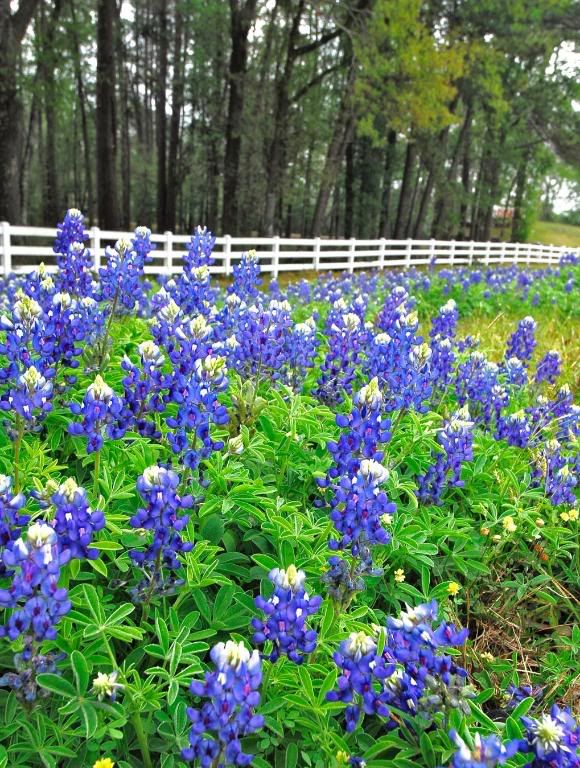 Field of bluebonnets photo _DSC0096.jpg