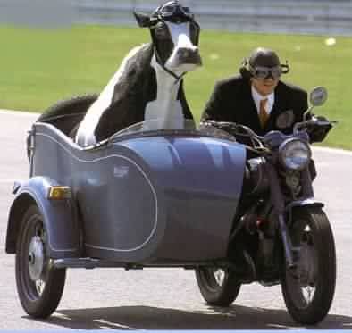 http://i595.photobucket.com/albums/tt37/GregBarna/Vaca_sidecar.jpg