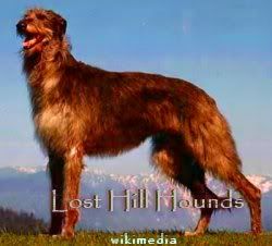 Lost Hill Highland Heather