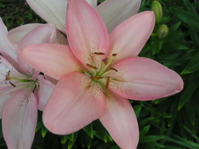 PinkLilly.jpg Pink Lilly image by superchiqa