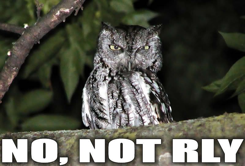 No_not_rly_owl.jpg