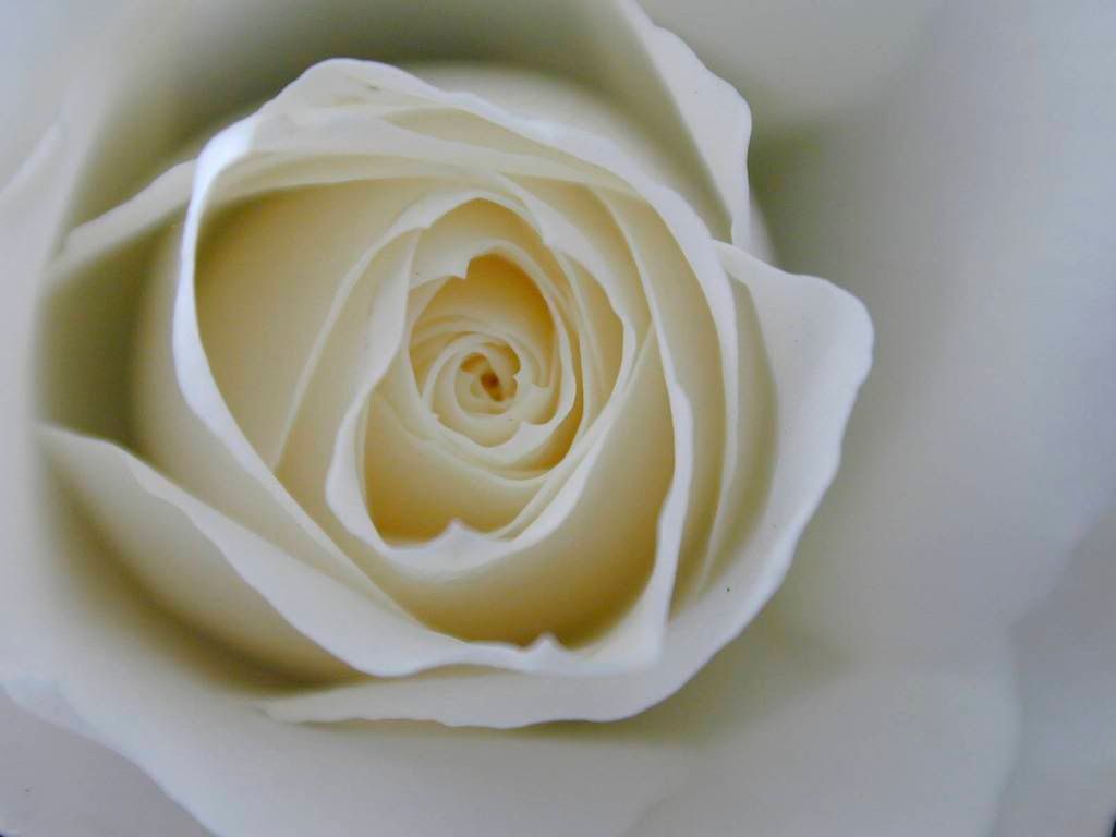 white rose photo: White Rose 30042000.jpg